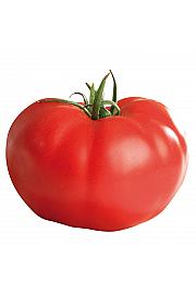 Paradižnik SUPER STEAK F1  Ø10,5