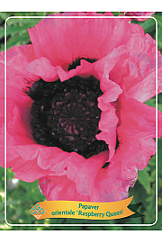 Papaver orientale Raspberry Queen Ø11