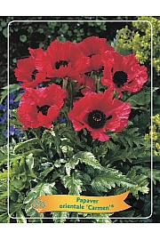 Papaver orientale Carmen® Ø11