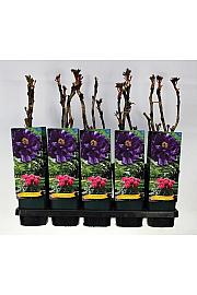 Paeonia suffruticosa Wu Long Peng Sheng C2 Lit.