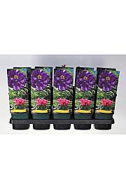 Paeonia suffruticosa Wu Long Peng Sheng Ø12