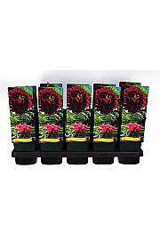 Paeonia suffruticosa Wu Jin Yao Hui Ø12