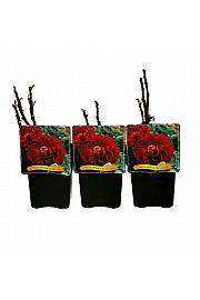 Paeonia suffruticosa Wu Jin Yao Hui C5 Lit.