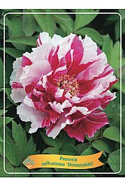 Paeonia suffruticosa Shimanishiki Ø12