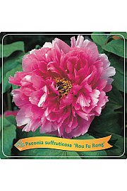 Paeonia suffruticosa Rou Fu Rong C5 Lit.