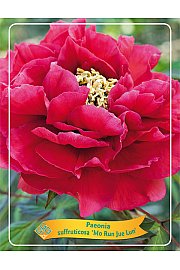 Paeonia suffruticosa Mo Run Jue Lun Ø12