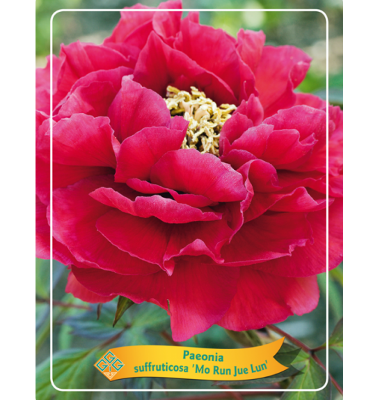 Paeonia suffruticosa Mo Run Jue Lun Ø12