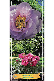 Paeonia suffruticosa Ling Hua Zhan Lu Ø12