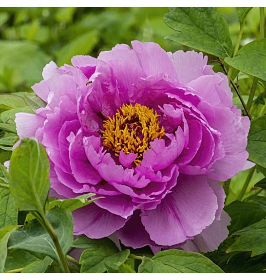 Paeonia suffruticosa Ling Hua Zhan Lu C5 Lit.