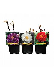 Paeonia suffructicosa mix C5 Lit.