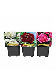 Paeonia lactiflora mix C5 Lit.