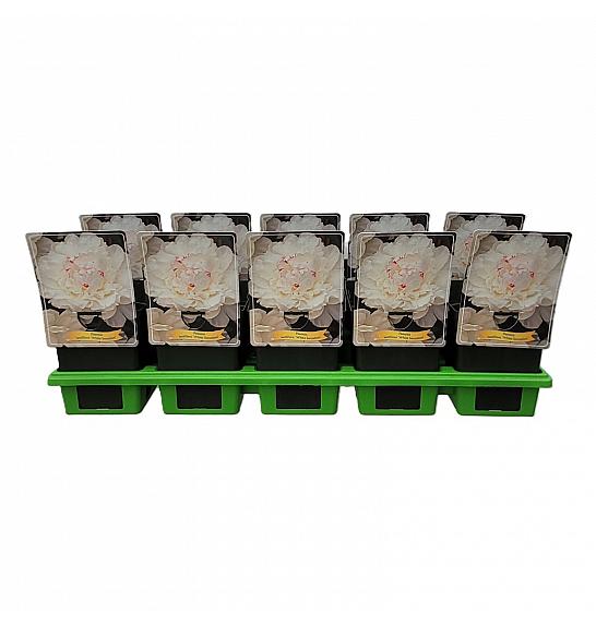 Paeonia lactiflora White Sensation Ø11