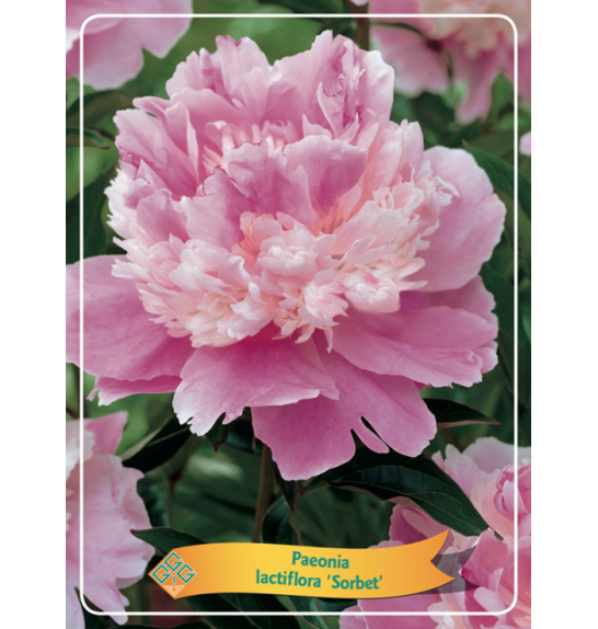 Paeonia lactiflora Sorbet Ø11