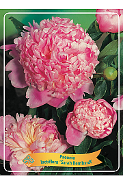 Paeonia lactiflora Sarah Bernhardt Ø11