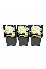 Paeonia lactiflora Sarah Bernhardt C5 Lit.