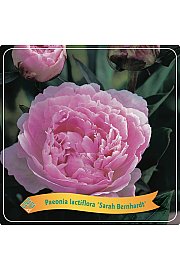 Paeonia lactiflora Sarah Bernhardt C5 Lit.
