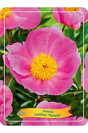 Paeonia lactiflora Nymphe Ø11