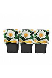 Paeonia lactiflora Krinkle White C5 Lit.