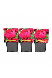 Paeonia lactiflora Karl Rosenfield C5 Lit.