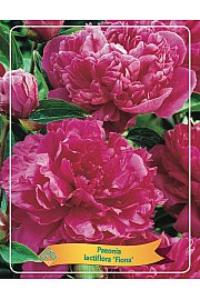 Paeonia lactiflora Fiona Ø11