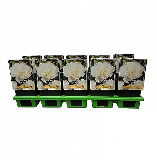 Paeonia lactiflora Duchesse de Nemours Ø11