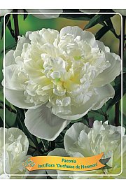 Paeonia lactiflora Duchesse de Nemours Ø11