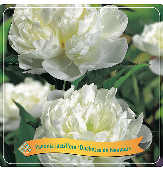 Paeonia lactiflora Duchesse de Nemours C5 Lit.