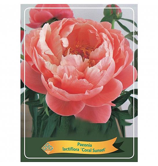 Paeonia lactiflora Coral Sunset Ø11