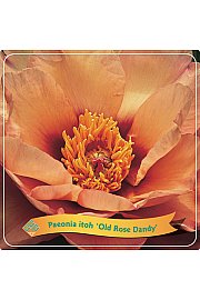 Paeonia itoh Old Rose Dandy C5 Lit.