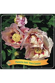 Paeonia itoh Cora Louise C5 Lit.