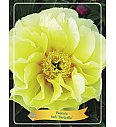 Paeonia Itoh Bartzella Ø11