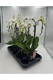 Phalaenopsis Ø12 T-Forma; 2 Stebli