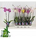 Phalaenopsis Classic Ø12 Mix; 2 Stebli