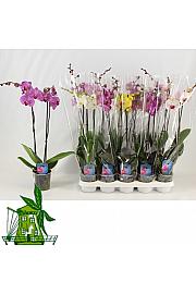 Phalaenopsis Classic Ø12 Mix; 2 Stebli