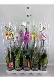 Phalaenopsis Ø12 Mix; 1 Steblo