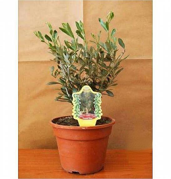 Olea europea Ø14