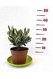 Olea europea Ø12 Bonsai