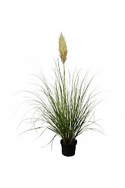 Cortaderia seloana C5