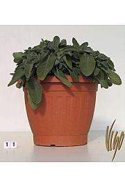 Salvia officinalis Ø30