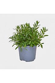 Hyssopus officinalis Ø14