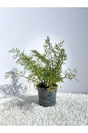 Anethum graveolens Ø9