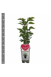 Morus rubra Mojo Berry C2 Lit. 30-40 cm