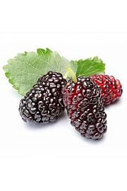 Morus rubra Mojo Berry C2 Lit. 30-40 cm