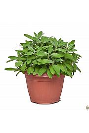 Salvia officinalis Ø25