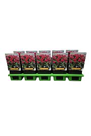 Monarda didyma Balmy Rose Ø11