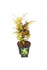Metasequoia glyptostroboides Goldrush C2,5 Lit. 30-40 cm