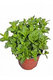 Mentha sp. Ø19