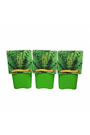 Matteuccia struthiopteris C5 Lit.