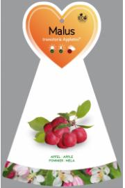 Malus transitoria Appletini® C5 Lit. Na steblu 50 cm