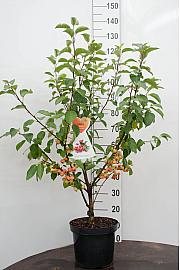 Malus perpetu Evereste - okrasna C7,5 Lit. 60-80 cm
